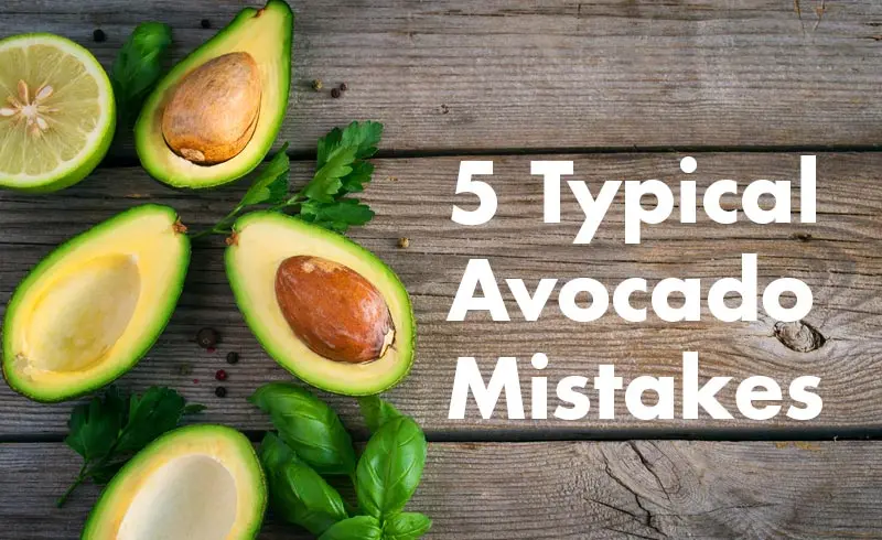 https://www.avoseedo.com/wp-content/uploads/2016/02/5_Typical_Avocado_Mistakes.jpg.webp