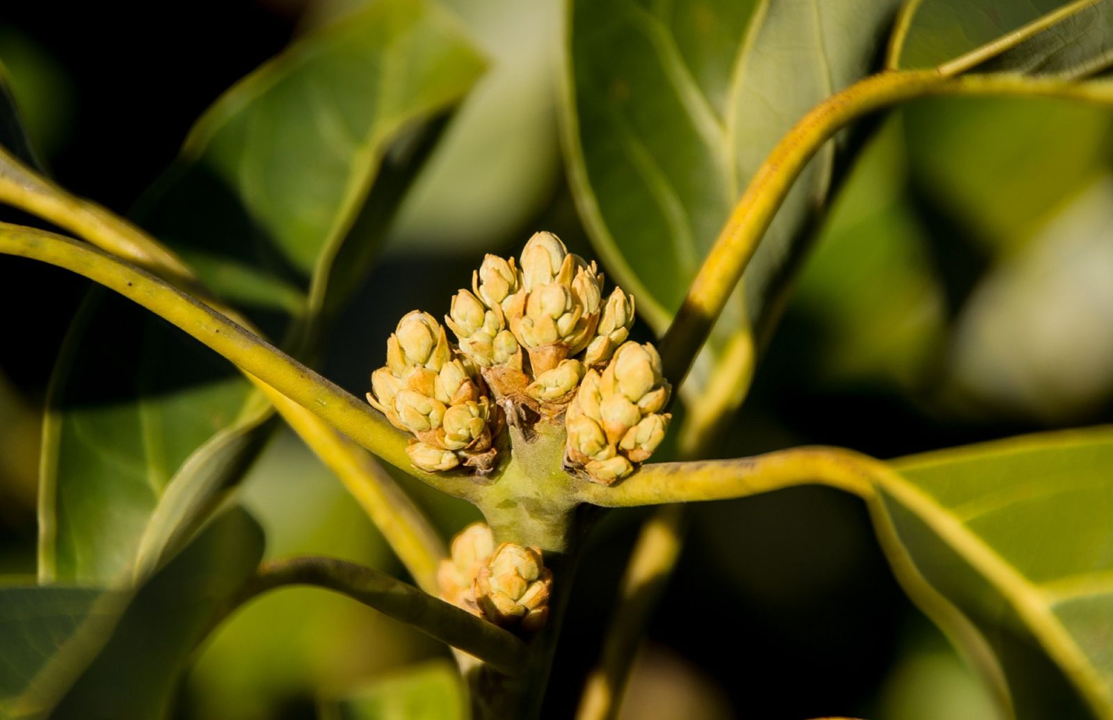 full-grown-avocado-tree-all-the-facts-and-top-tips