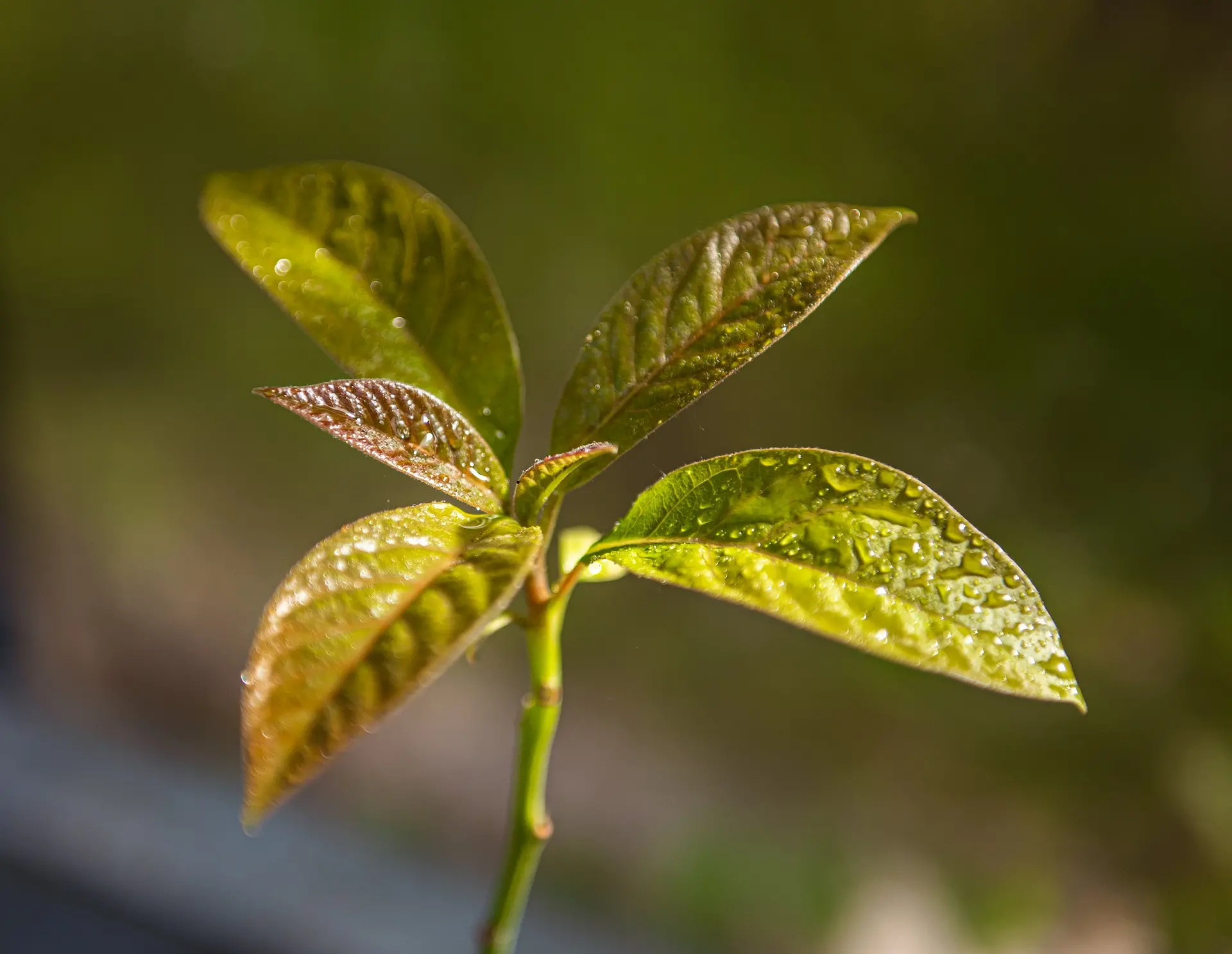 Avocado Plant Problems: Troubleshooting and Resolving Issues